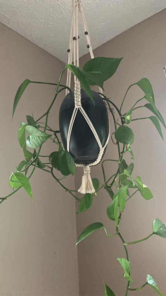 pothos hanger Macrame Plant Hanger – Wild Whatnots